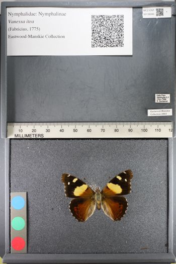 Media type: image;   Entomology 138086